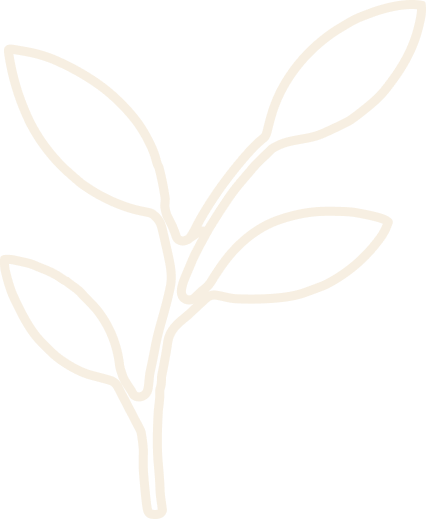 ulivo